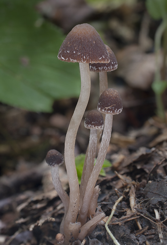 Psathyrella prona